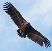 Accipitridae (vultures)